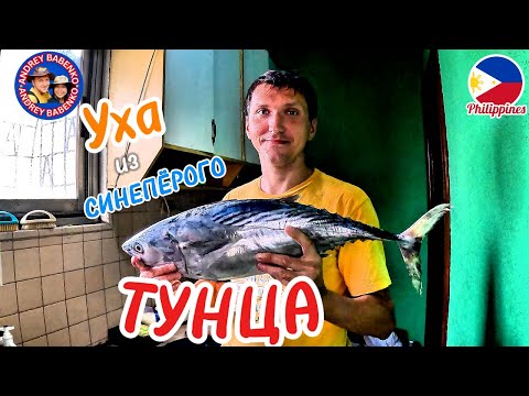 Видео: УХА ИЗ ГОЛОВЫ СИНЕПЁРОГО ТУНЦА. ФИЛИППИНЫ. BLUEFIN TUNA