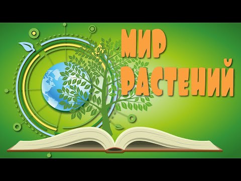 Видео: Учим растения с детьми. Энциклопедия растений. Растения для детей/2