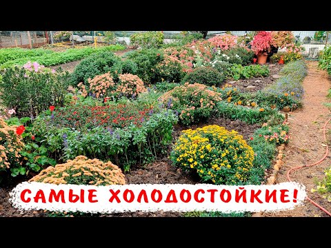Видео: Самые холодостойкие однолетники