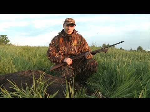 Видео: Охота на кабана с подхода.