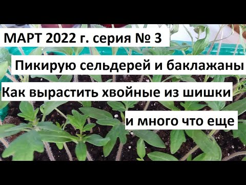 Видео: Март 2022 г. серия №3. Как вырастить ель или сосну из шишки. Пикируем сельдерей и ..........