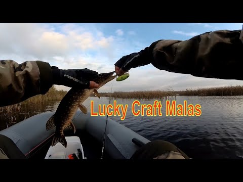 Видео: Lucky Craft Malas. Вытянул РЫБАЛКУ в ЖАБОВНИКЕ.