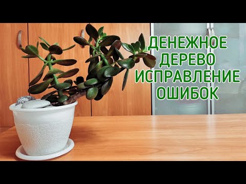 Видео: Денежное дерево. Исправление ошибок.