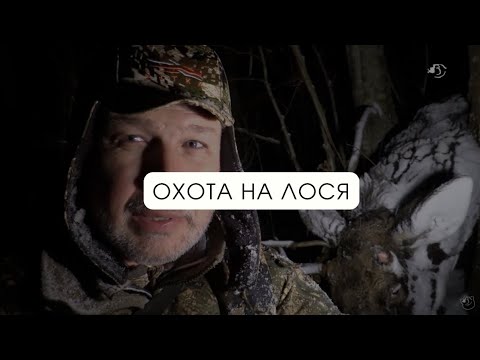 Видео: Охота на лося // В одиночку на зверя