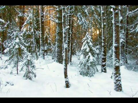 Видео: Мастер-класс по масляной живописи "Заснеженный лес" |художник Чупринов