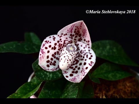 Видео: PAPHIOPEDILUM BELLATULUM  - описание и основы ухода