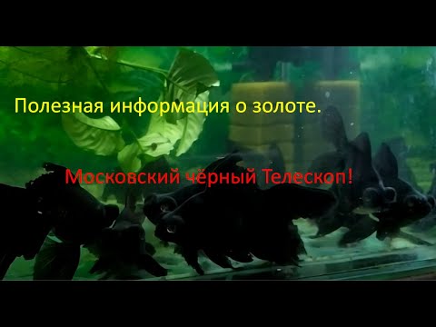 Видео: Московский Чёрный Телескоп! Информация о чёрном золоте.