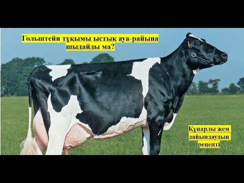 Видео: Гольштейн тұқымы ыстық ауа-райына шыдайды ма? Құнарлы жем дайындаудың рецепті