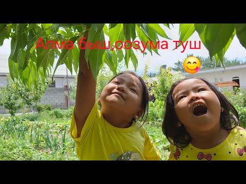 Видео: Даамдуу жемиштер😋