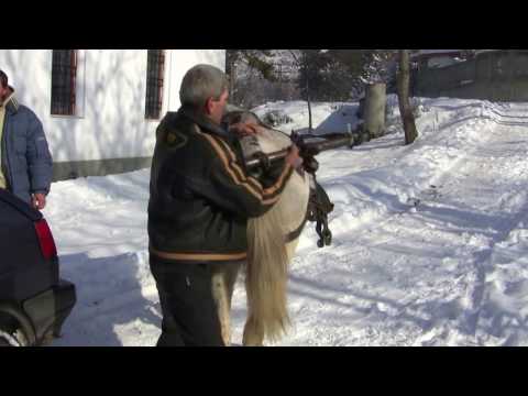 Видео: Трескава подготовка за празника Трифон Зарезан в АСЕНОВГРАД