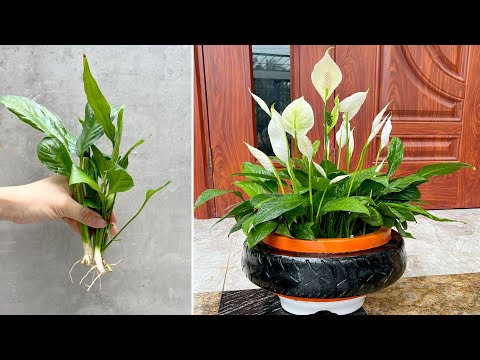 Видео: Самый простой совет, чтобы иметь красивый цветочный горшок, чтобы освежить пространство в вашем доме
