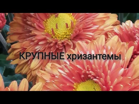 Видео: Крупные хризантемы - корейские сорта!