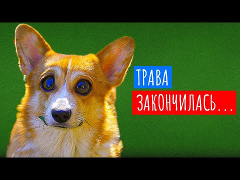 Видео: ТОП 3 ЛУЧШИЕ СЕРИИ ОСЕНИ!! (Корги Коржик) Говорящая собака