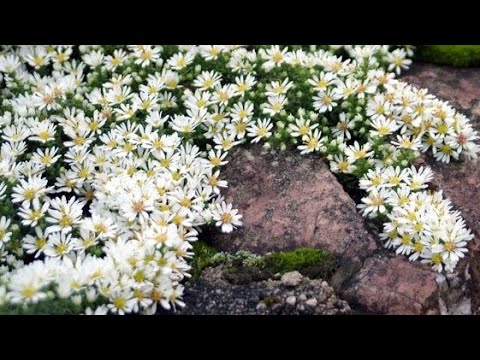 Видео: Грунтопокривні рослини мого саду,вічнозелені та інші .