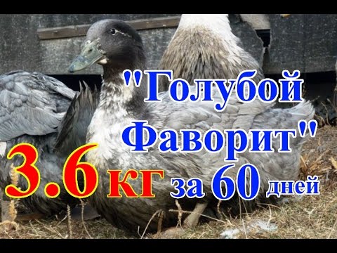 Видео: ВЫРАЩИВАНИЕ УТОК ПОРОДЫ "ГОЛУБОЙ ФАВОРИТ"