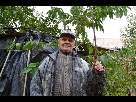 Видео: ХУРМА: посадка хурмы осенью и весной. Выбираем саженец правильно