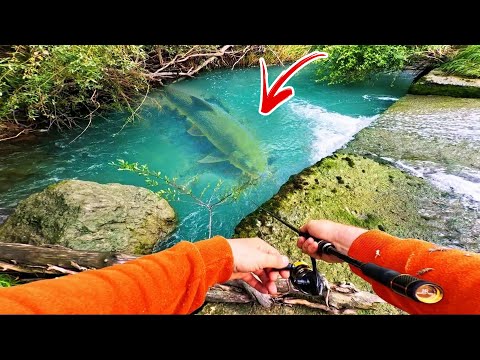 Видео: ОТКРИХМЕ НОВ ВИД РИБА В  РЕКА ПЪЛНА С МОРСКИ ХИЩНИЦИ!