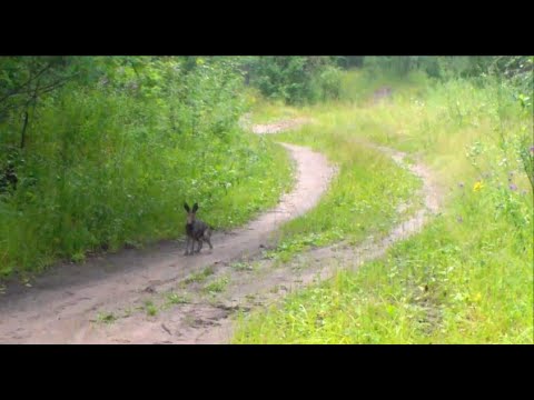 Видео: Нагонка по зайцу беляку, рг  Аргон вл. Шатров В.А.#охотасгончей#собака #животные #топ #hunting