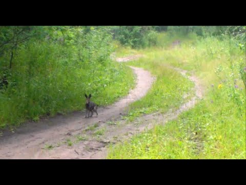 Видео: Нагонка по зайцу беляку, рг  Аргон вл. Шатров В.А.