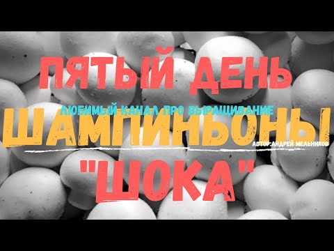 Видео: Пятые сутки шока