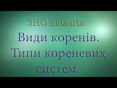 Видео: ЗНО Біологія Корінь  Види коренів  Типи кореневих систем