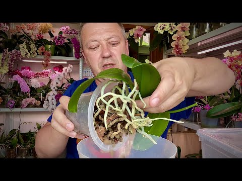 Видео: пересадка ДОРОГУЩЕЙ ОРХИДЕИ с воздушными корнями и полив орхидеи Легато ПЕЛОР и Беби Смайл бабочки