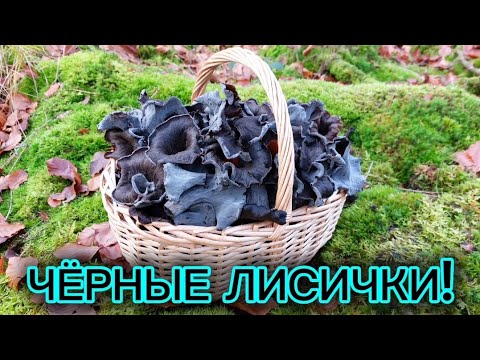 Видео: Чёрной лисички полным-полно в лесу!