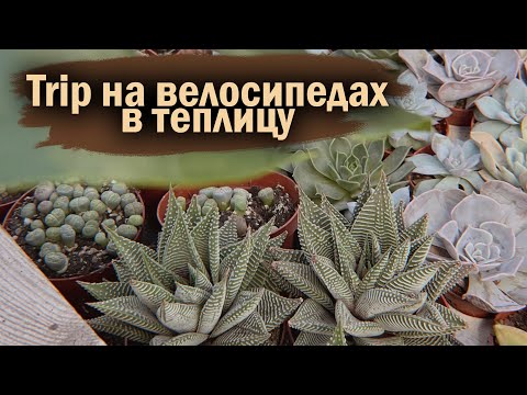 Видео: ПОКУПАЮ НОВЫЕ СУККУЛЕНТЫ | ПЕРЕСАДКА | МОЙ ОПЫТ