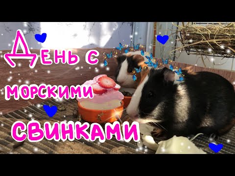 Видео: ДЕНЬ С МОРСКИМИ СВИНКАМИ🍰💙/тихое утро/ сочный корм/мой день с морскими свинками 💕