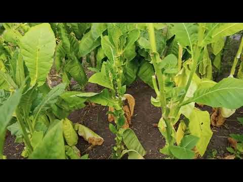 Видео: Конец сезона. Сушка табака.