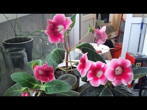 Видео: Глоксиния. Отделение и укореннние пасынка.