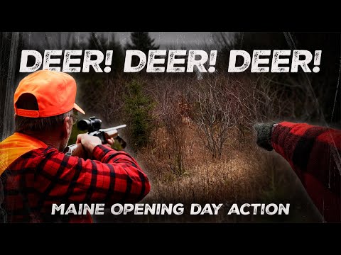 Видео: Сезон охоты на оленей в штате Мэн начинается с активных действий | Сезон охоты на оленей в штате ...