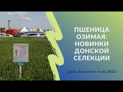 Видео: Пшеница озимая: новинки донской селекции | День Донского поля 2023