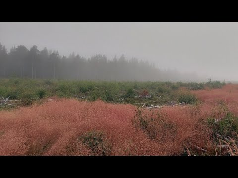 Видео: 379. Самоукорение: как не обесценить таланты от Бога