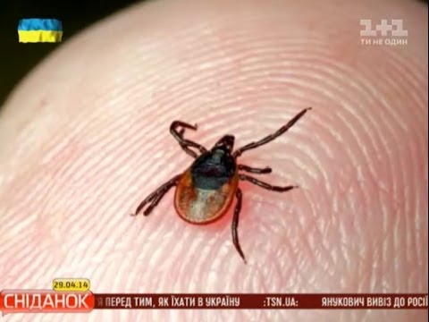 Видео: Як захистити себе від кліщів