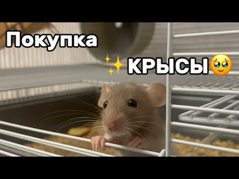 Видео: ПОКУПКА КРЫСЫ/первая встреча