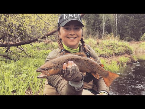 Видео: ЗАВАЛИЛА КАБАНА В РУЧЬЕ. БОЛЬШАЯ РЫБА ДЛЯ РУЧЬЯ.