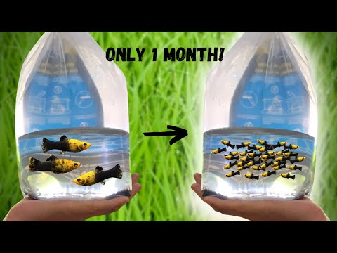 Видео: Самый простой способ разведения моллинезий (сотни мальков!)