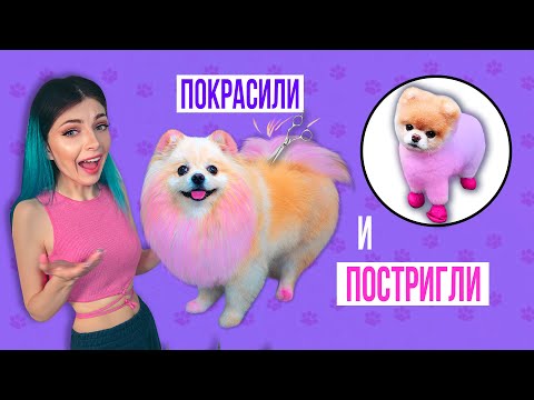 Видео: ПОСТРИГЛИ и ПОКРАСИЛИ СОБАКУ | В КАКОЙ ЦВЕТ ? Груминг Шпица и Стрижка под мишку Бу ?