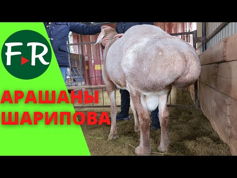 Видео: Бараны Гулливер, Вованыч вышли из этого хозяйства. Баран по кличке Йоба. Арашаны Шарипова.
