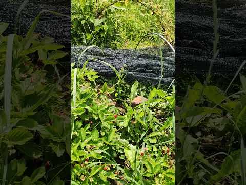 Видео: Урожай земляники из семян #дача #сад #огород #garden #лето #земляника