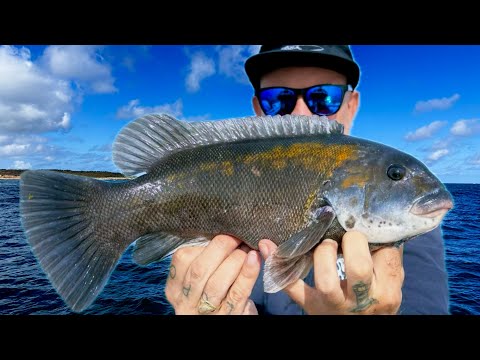 Видео: ЛУЧШАЯ рыбалка наконец-то здесь | Целая рыба Tautog Catch Clean Cook