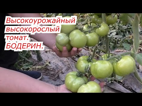 Видео: Бодерин- высокорослый томат, который мы будем выращивать в следующем сезоне.