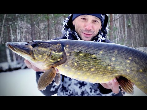 Видео: Странная торфяная Щука на САМОДЕЛЬНЫЕ жерлицы!