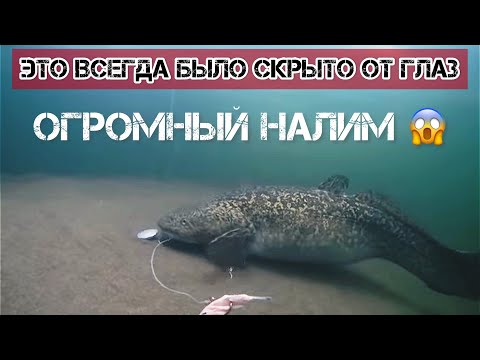 Видео: Рыбалка на НАЛИМА+подводная съемка!!! #налим #рыбалка #норильск