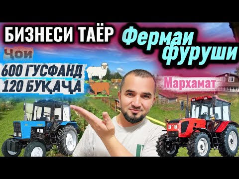 Видео: СРОЧНО ПАҲН КУНЕД, ФЕРМАИ ФУРУШИ БО ТАМОМИ ТАҶҲИЗОТҲОЯШ,55 ГК, 600 ГУФТАНД ВА 120 БУҚАЧА МЕБАРА