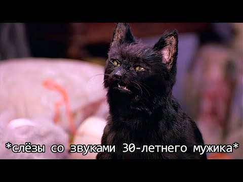 Видео: Если бы кошки могли говорить. Кот Сэлем, обычный домашний кот (Переозвучка)