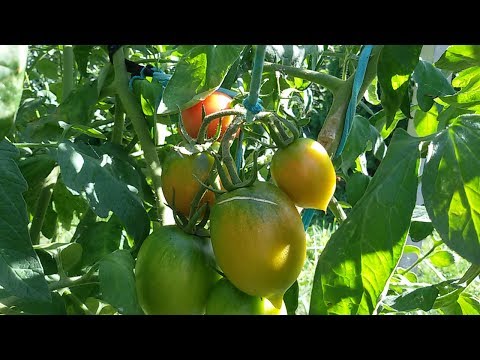 Видео: Томаты без полива и прополки. Начало июля.