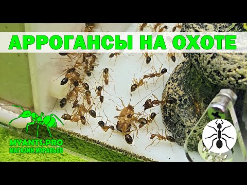 Видео: Муравьи вида Camponotus arrogans (Аррогансы) на охоте