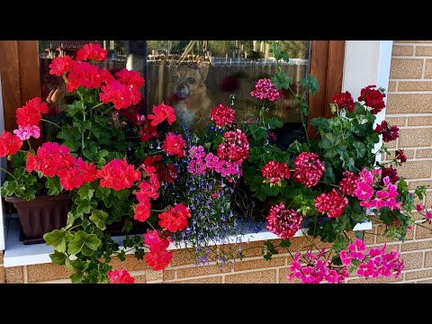 Видео: Пеларгония осенью. Хранение до весны.🌿